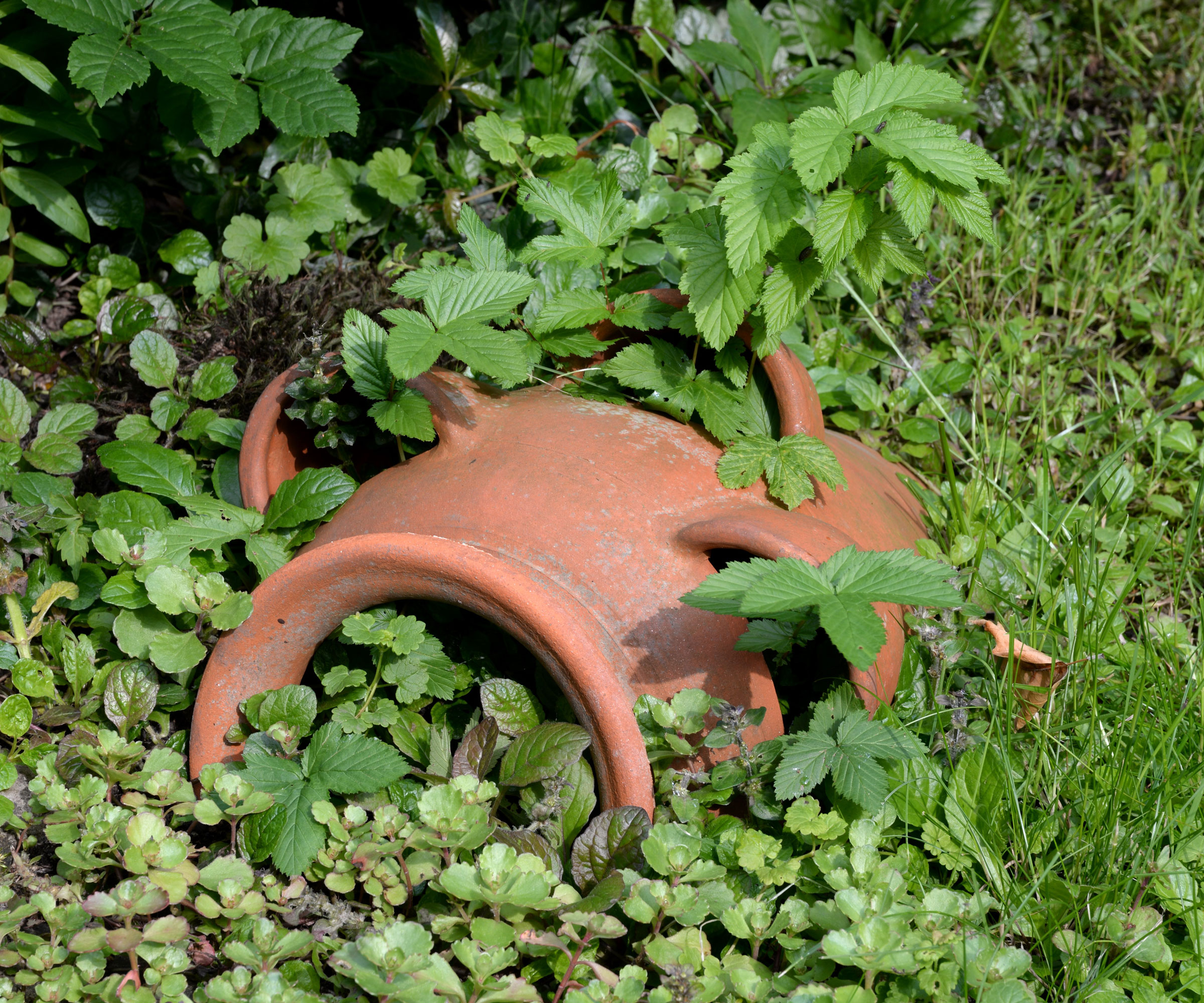 terracotta pot lying on its side in garden surrounded and filled with plants