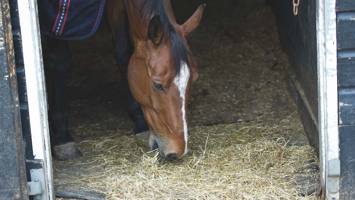 Horse eating hay off the floor