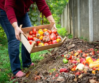 Woman dumps rotten tomatoes on to compost pile