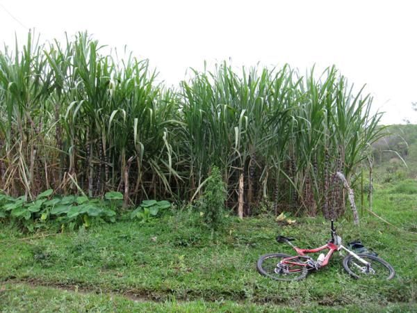 Time for another break next to the sugar cane.