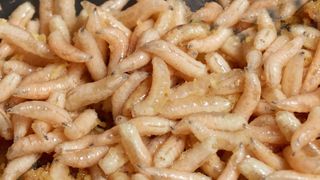 maggots larvae finches obat tradisional ekstrem hewan digunakan betters heal injured sent