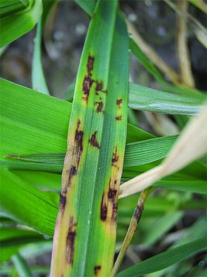 barley blotch