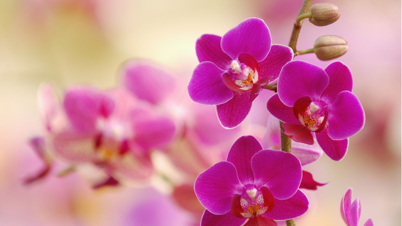 Pink moth orchid