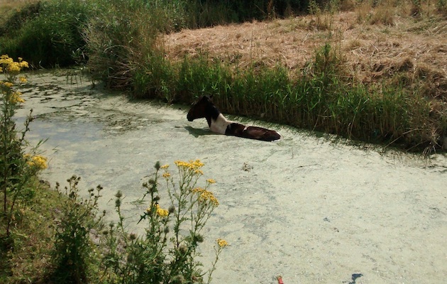 Stuck-horse-water-ii10-copy.jpg