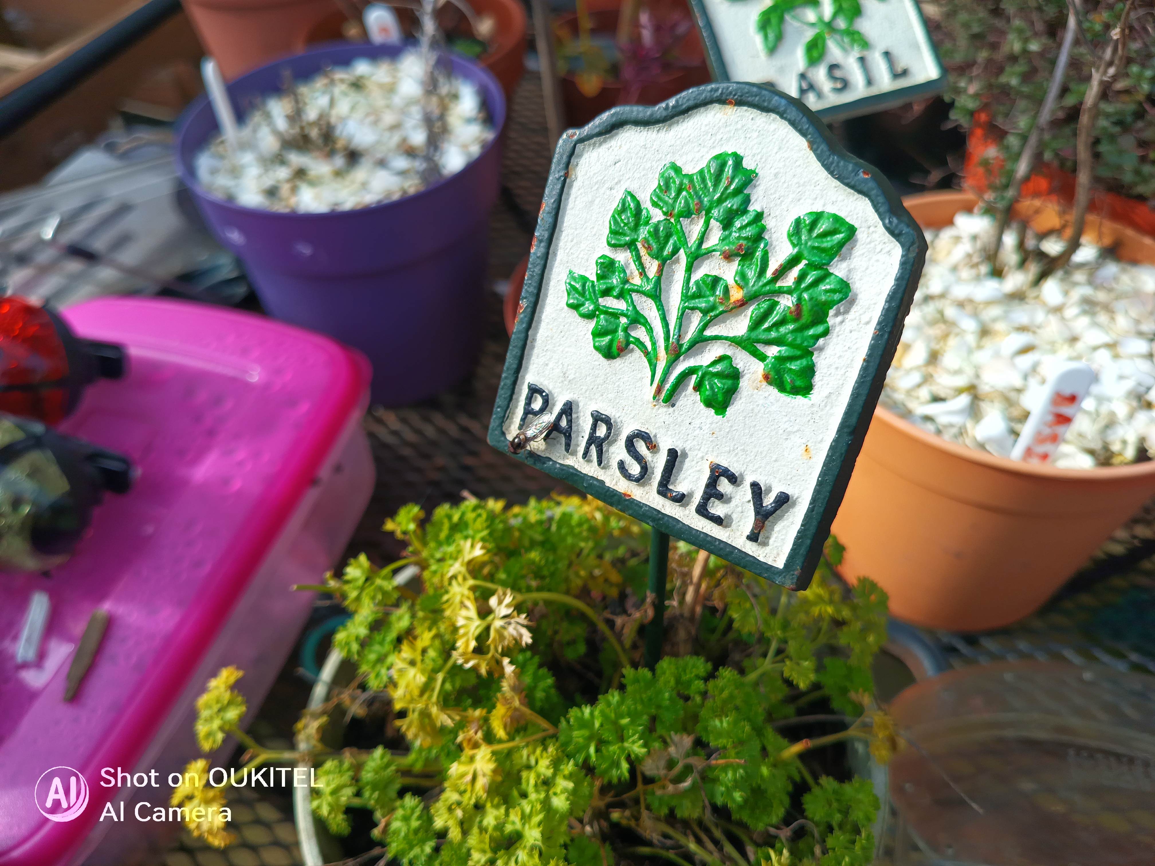 Oukitel WP61 Plus camera examples