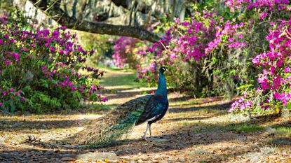 peacock in the grounds of the Magnolia Plantation and Gardens