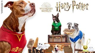 Harry Potter BarkBox