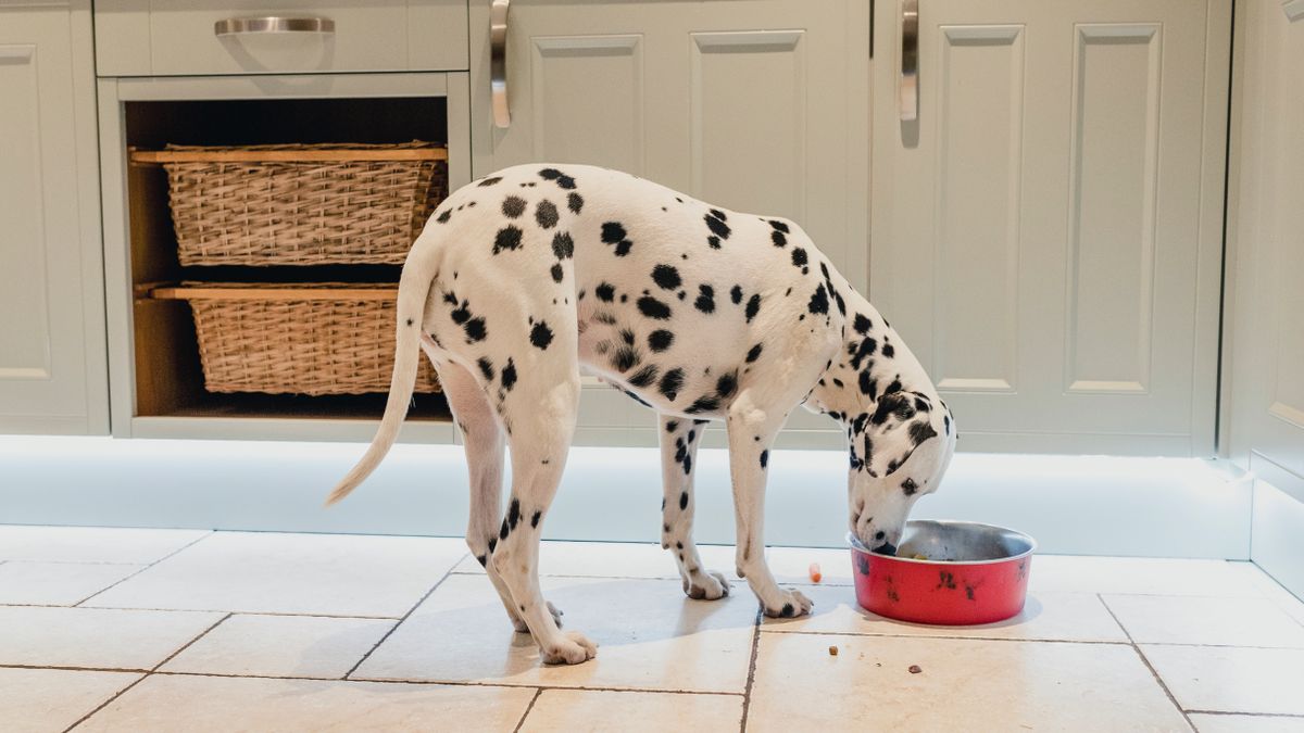 Can you freeze dry dog food? Here's the best way to store kibble to