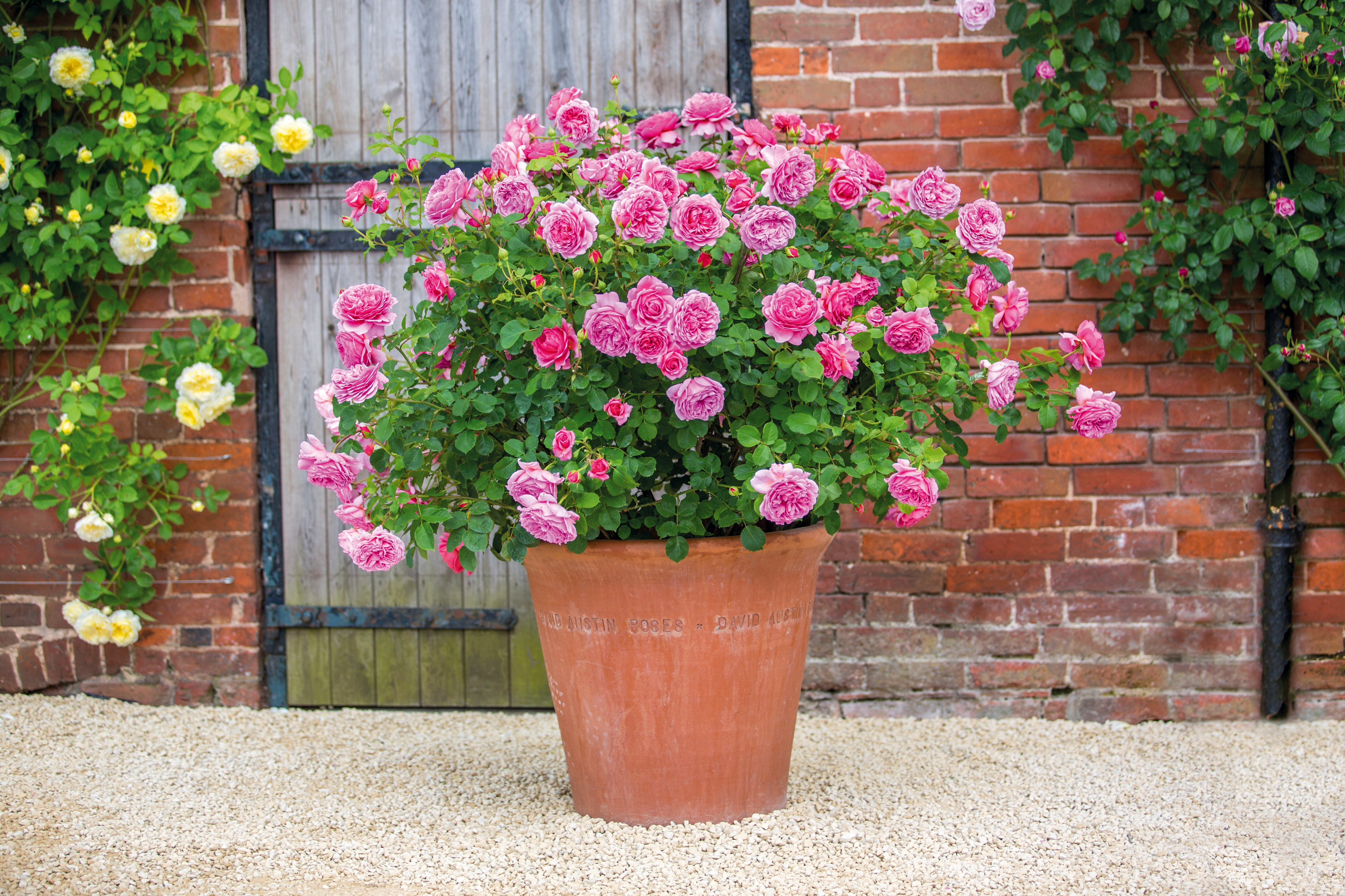 rose care tips: Princess Alexandra of Kent rose from David Austin