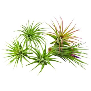 It Blooms 5 Pack Tillandsia Air Plants 