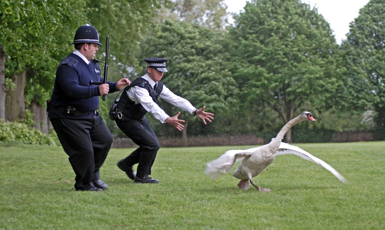 Network Rail is partnering with charities such as Swan Sanctuary to help safely remove the birds from the railway. Last year, 143 incidents of &#039;swans on the line&#039; were reported.