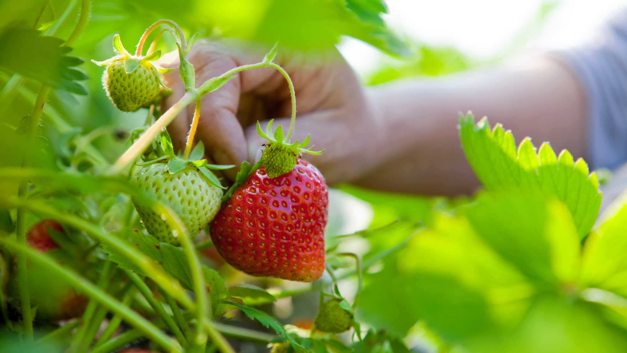 hand picking a ripe red strawberry, the benefits of growing strawberries in a backyard