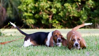 Two basset hounds playing