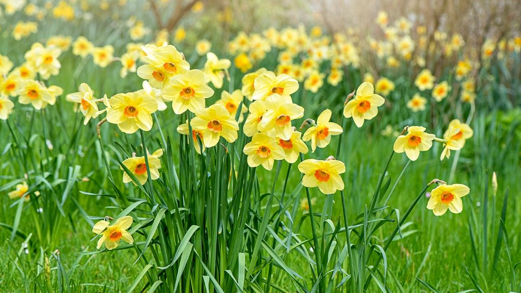 yellow daffodils in springtime 