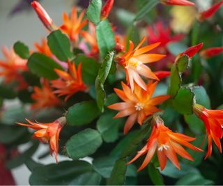 Christmas cactus flowers