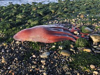 Ron Newberry found the octopus at low tide.