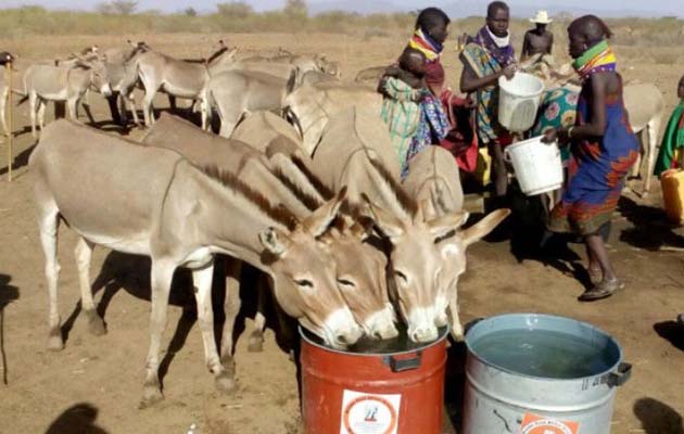 Donkeys drinking