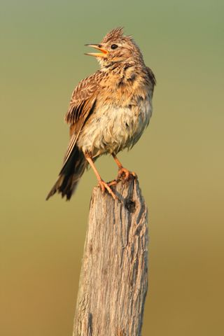 Eurasian Skylark (Alauda arvensis) singing from fence pole along field