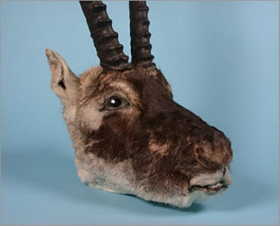 The head of a Tibetan antelope. The animals live between 4 to 5 kilometers (2.5 and 3.1 miles) above sea level in Tibet. 