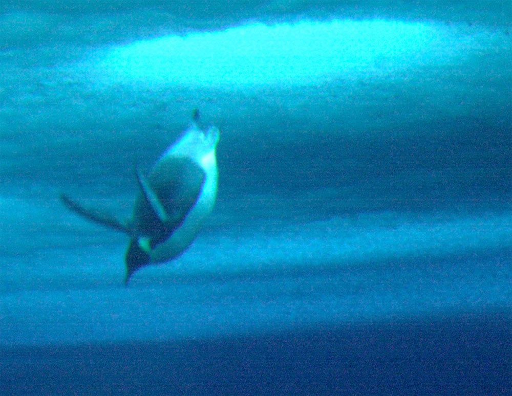 diving emperor penguin