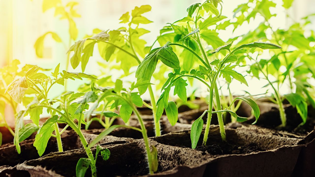 Tomato seedlings on windowsill growing towards the light