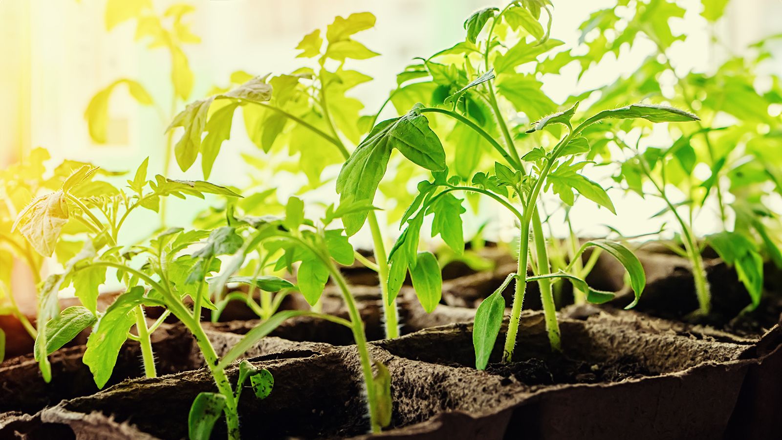 How Much Light Do Seedlings Need? & When To Use Grow Lights | Gardening  Know How