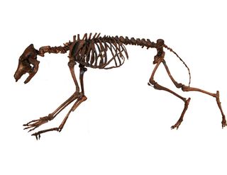This skeleton of an Ice Age Coyote (Canis latrans orcutti) is a composite from the University of California Museum of Paleontology.