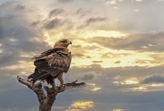 Golden eagle