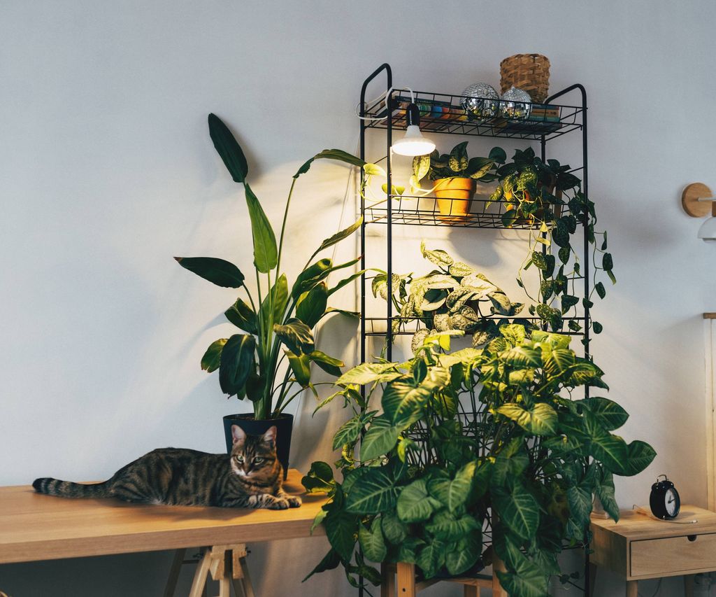 Image showcasing What Is Indirect Light? Grow Better Plants In Filtered Light ...