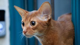 Abyssinian cat with. big ears