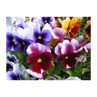 pansies in different colors