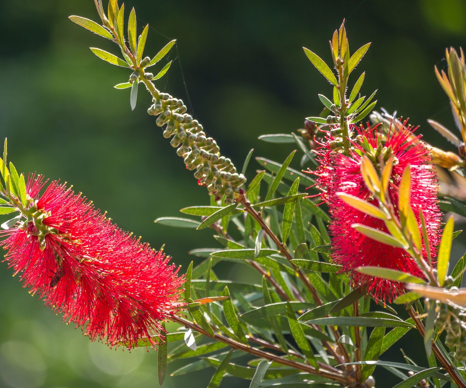 How to grow a bottlebrush plant: for striking crimson blooms | Homes ...