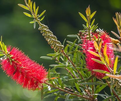 Best fast-growing hedges: 10 ideas for your boundaries | Homes & Gardens