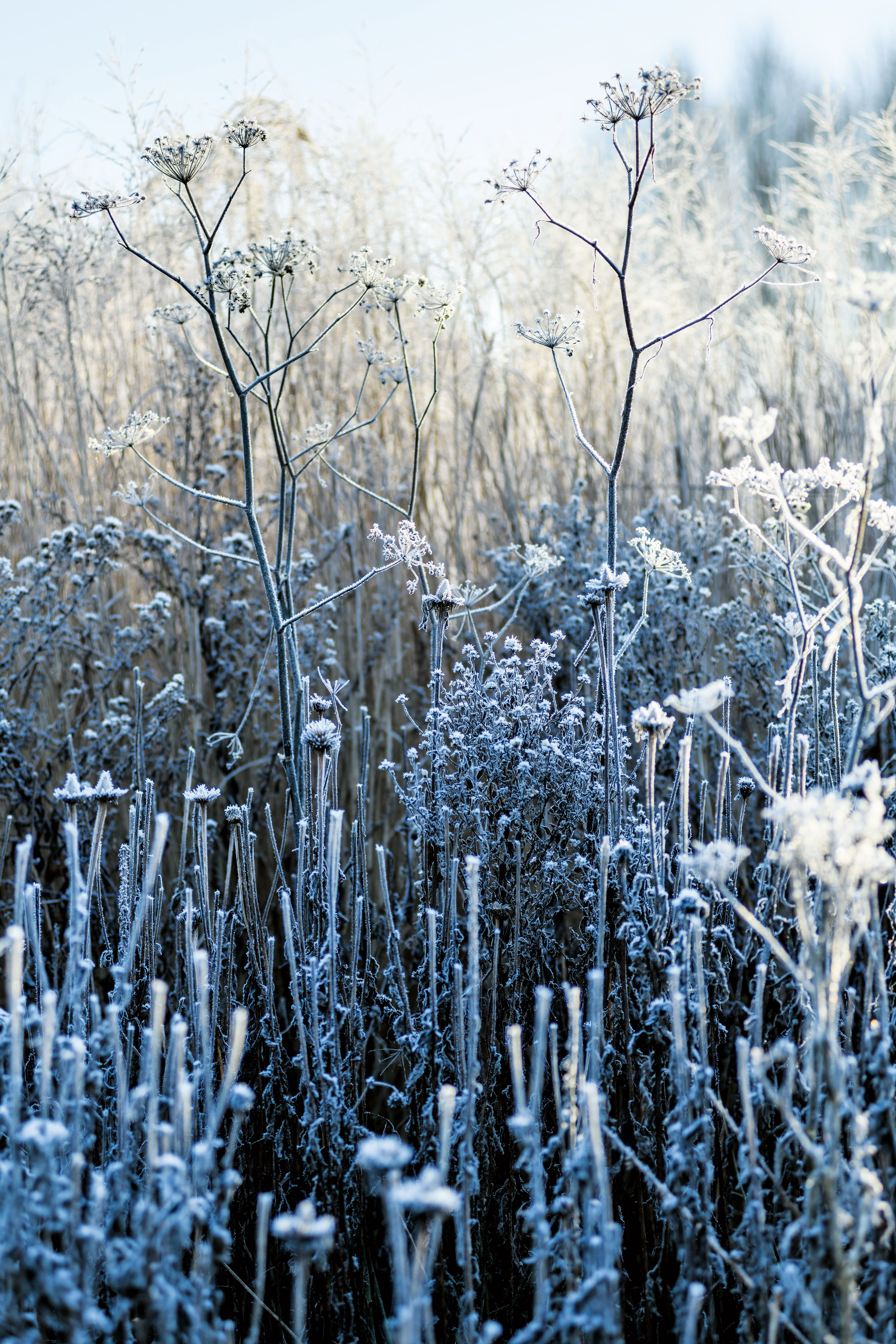 Photograph from Jason&#039;s Ingram&#039;s book How to Photography Gardens