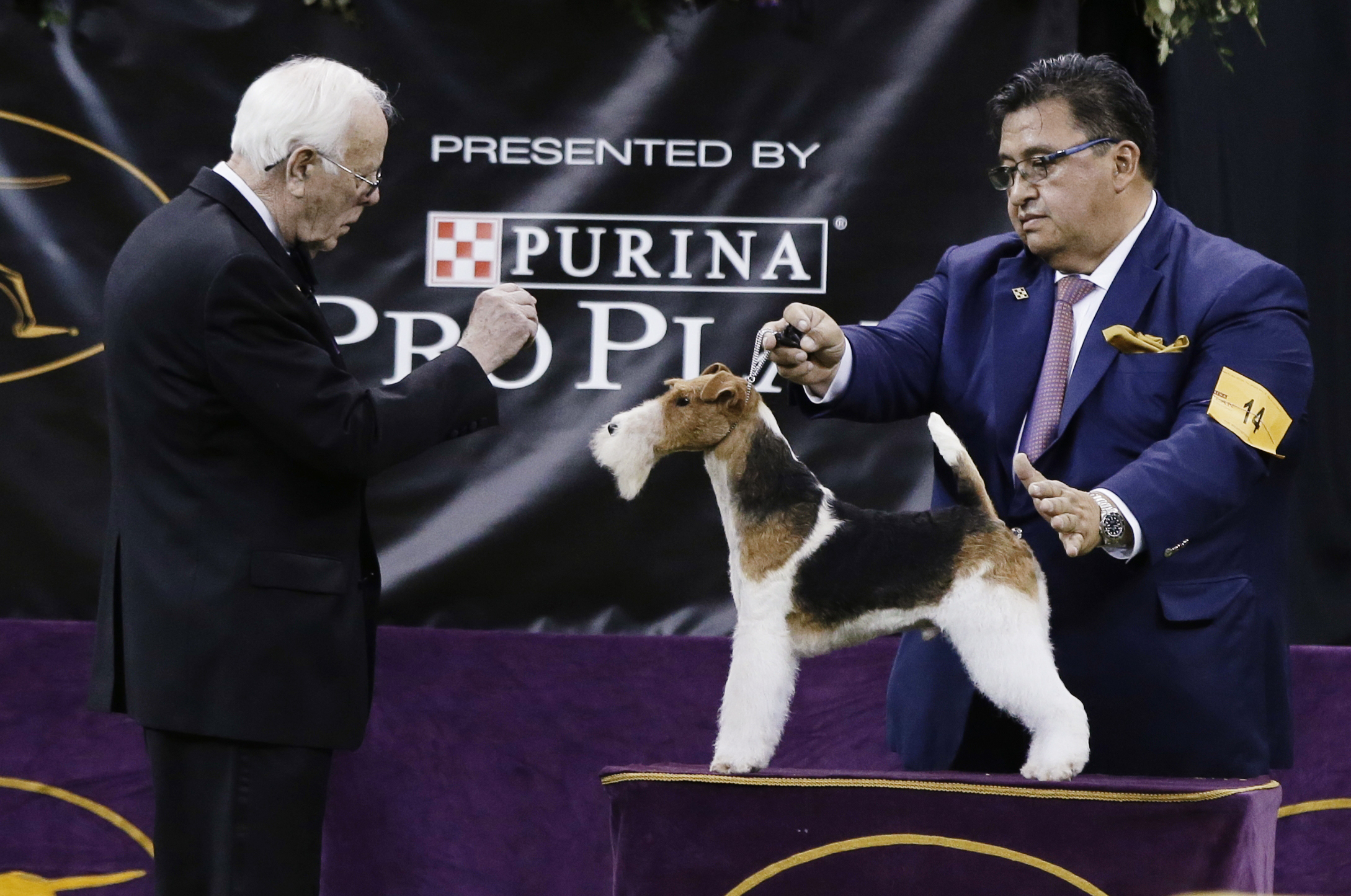 Best in show hot sale wire fox terrier