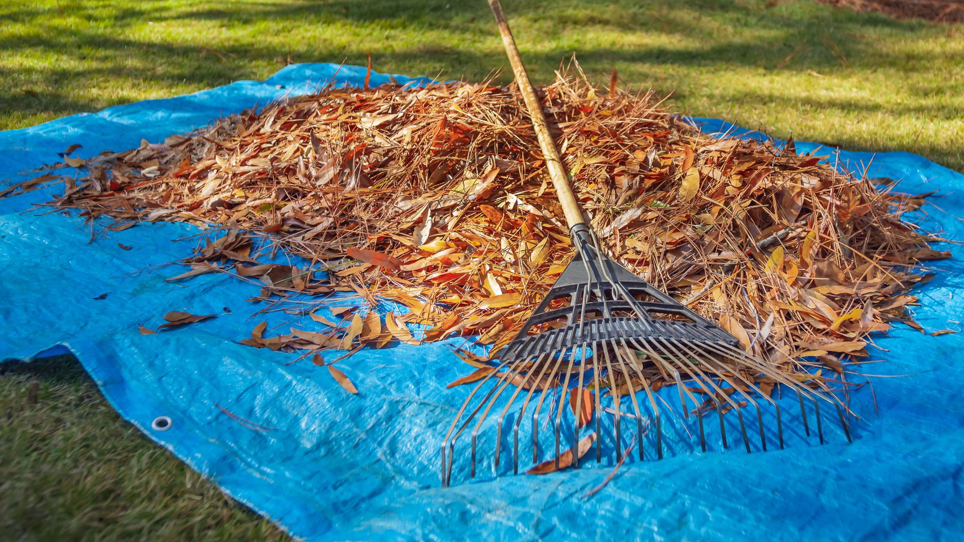 Raking leaves into blue tarp