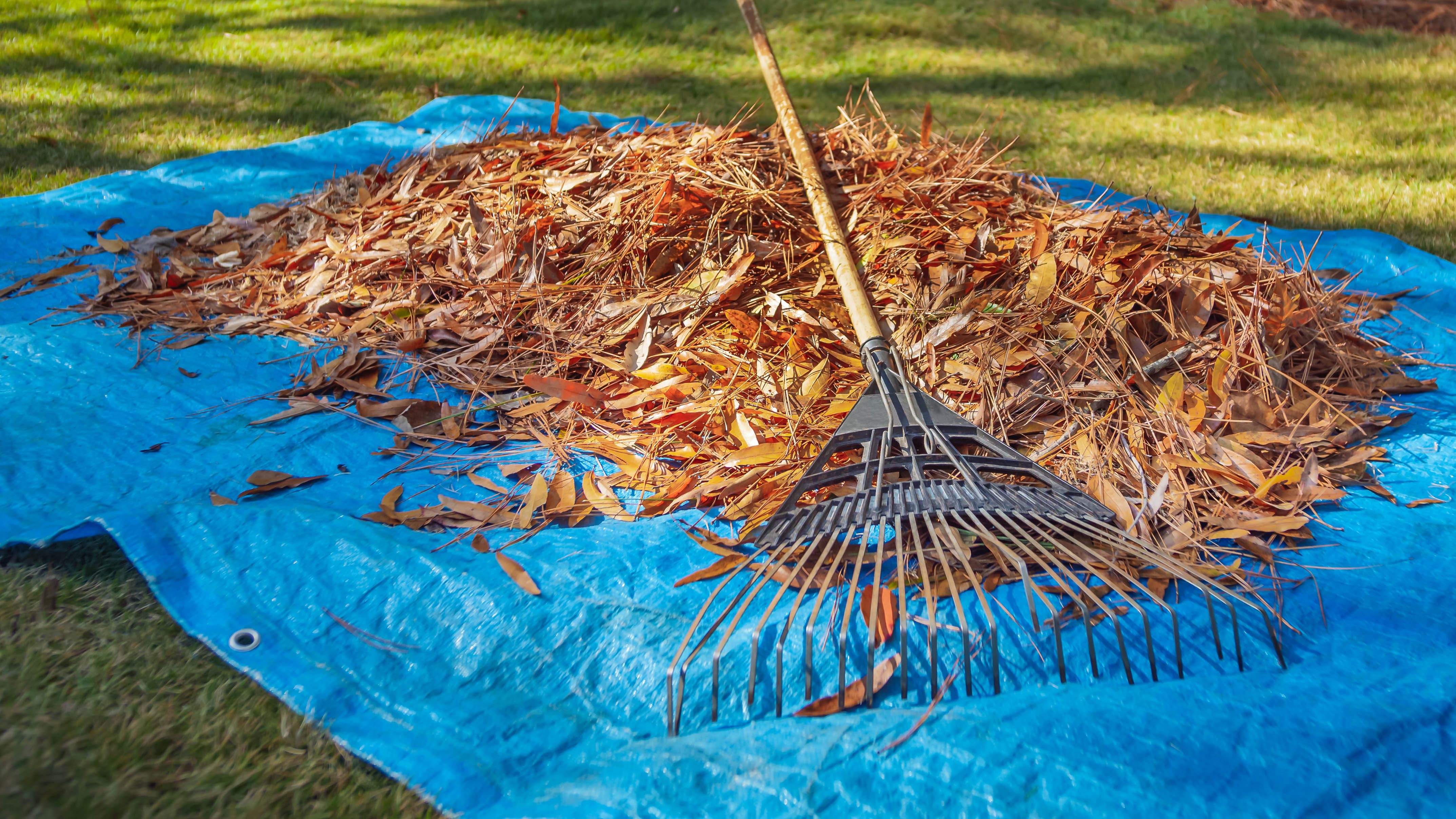 Rake leaves into blue tarp