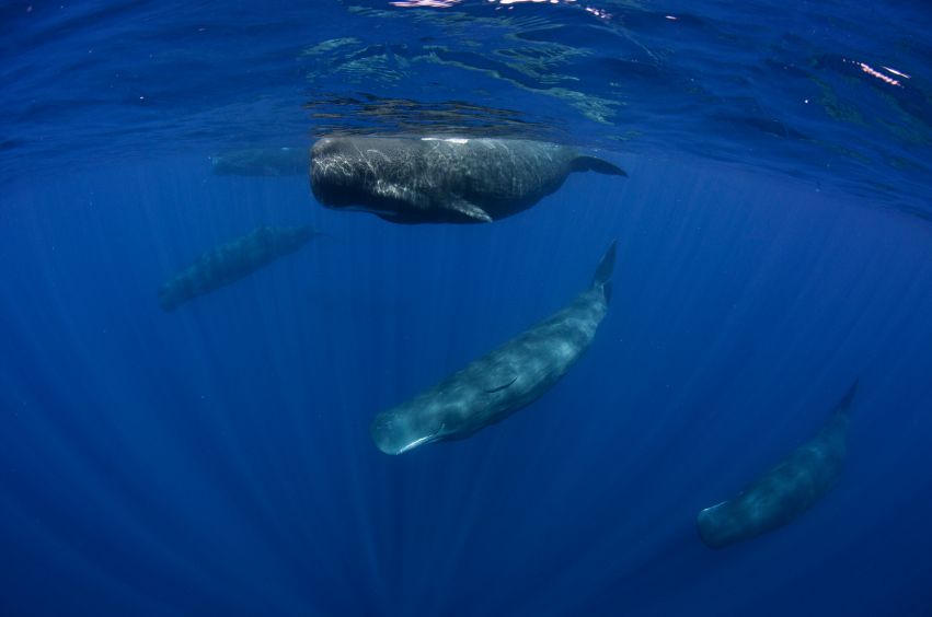 Sperm whales