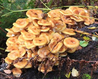 honey fungus on oak tree
