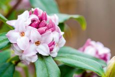 Daphne bholua ‘Jacqueline Postill’ is a tall, gleaming evergreen with a thrilling scent capable of stopping a postman in his tracks.