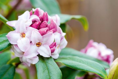 Daphne bholua ‘Jacqueline Postill’ is a tall, gleaming evergreen with a thrilling scent capable of stopping a postman in his tracks.