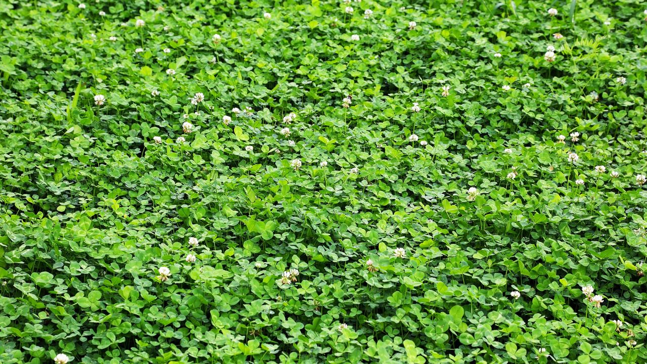 Close up of clover yard