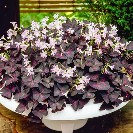 Burgundy Shamrock Dormant Bulbs (10-Pack)