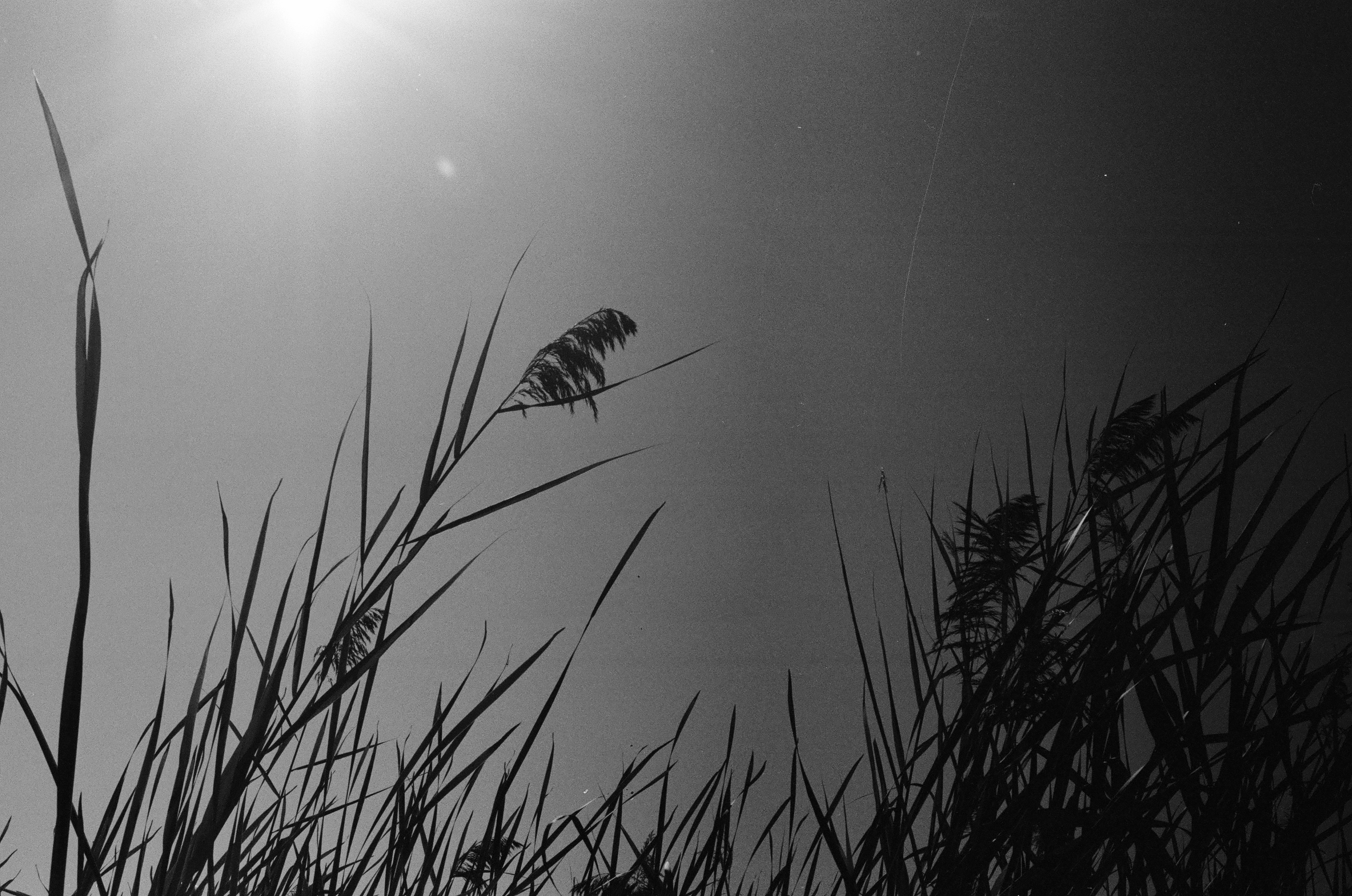 A black and white photograph taken with the Pentax K1000