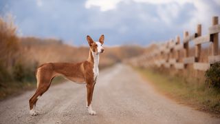 Ibizan hound standing on road