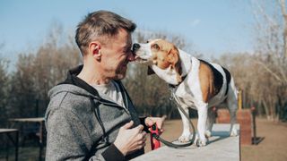 beagle dog licking man