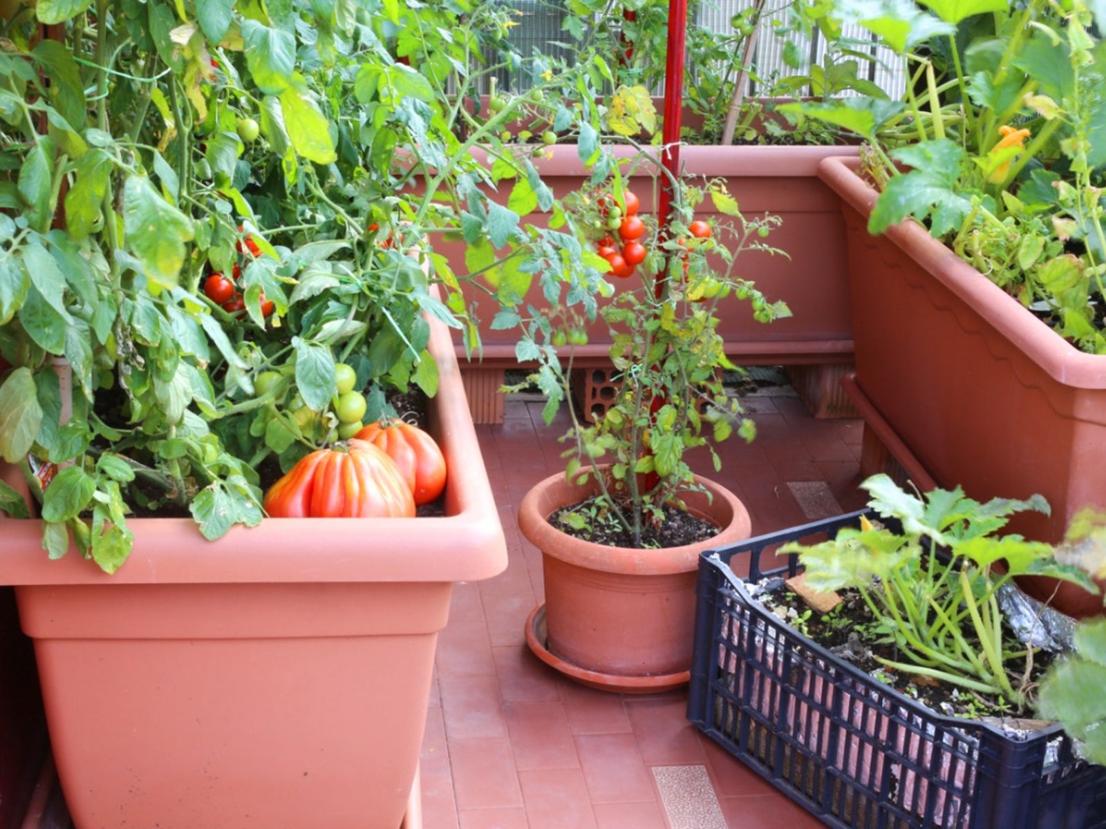 Growing Vegetables in Pots - Gingham Gardens