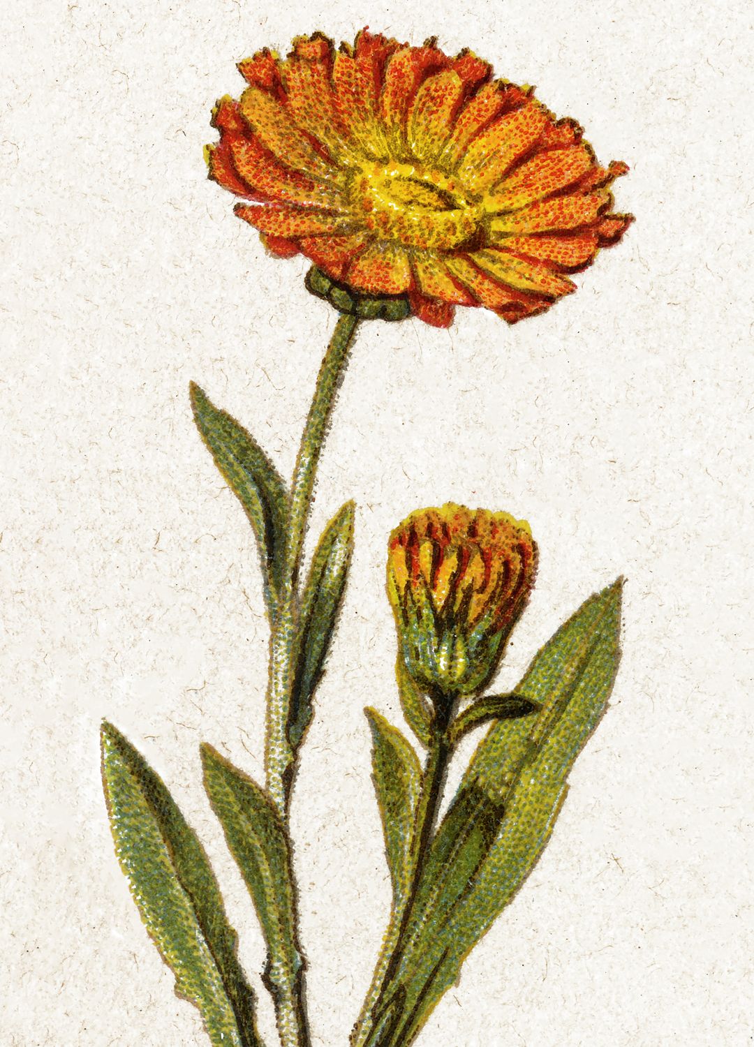 Marigold