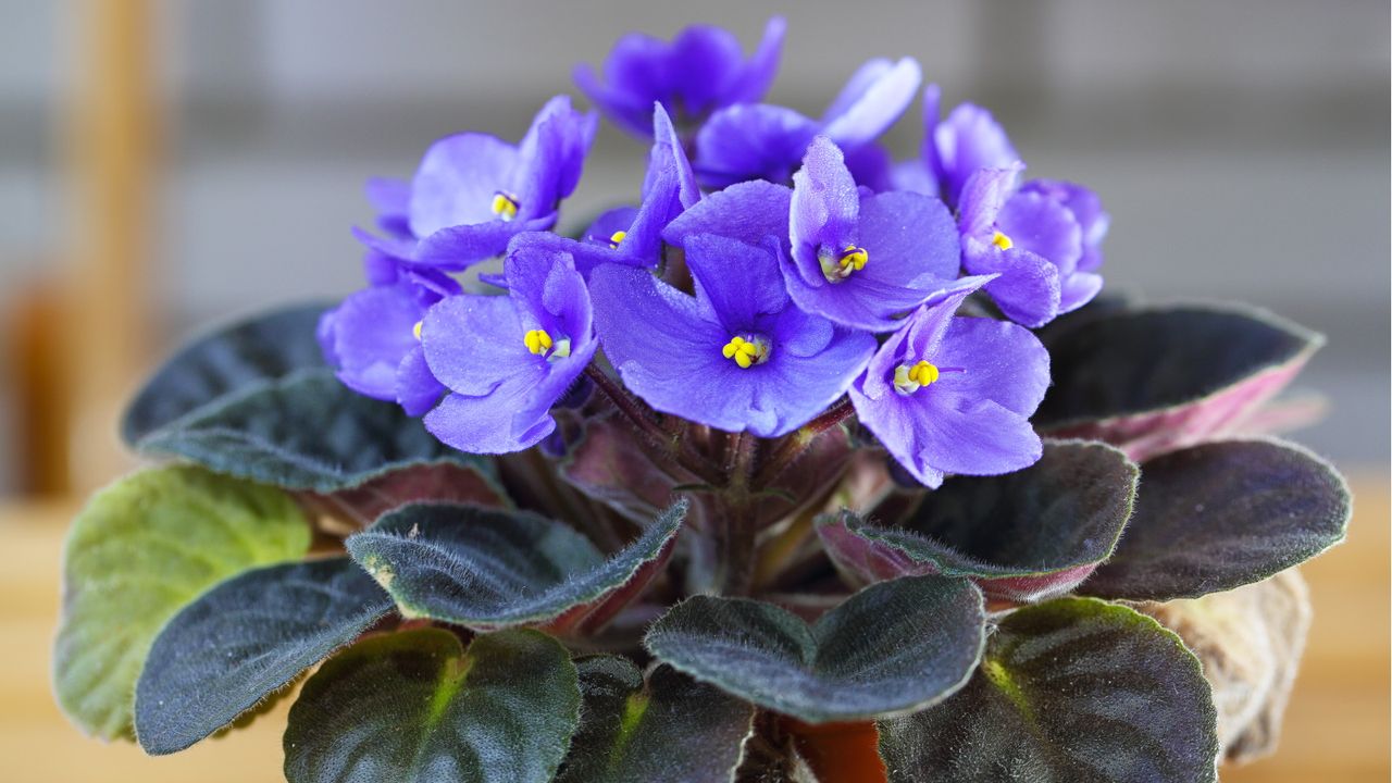 African violet flowers