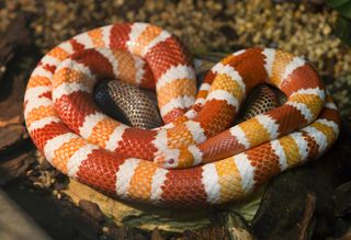 Honduran milk snakes have bright reddish-orange and black stripes.